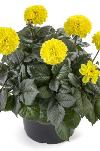 DahliasLabellaMaggioreFunChocolateYellow