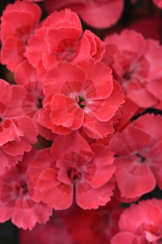 EverLast Peach Dianthus
Color Code: 1785c
Selecta 2025, #2495
Bloom, Vegetative
05.23 Arroyo Grande, Mark Widhalm
Job: 23498601
DIAN-2495.JPG
DIA23-30962.JPG