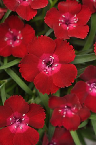 Everlast Red Flash Dianthus
Color Code: 1955c
Selecta 2027, #2568
Bloom, Vegetative
04.25.25 West Chicago, Mark Widhalm
Job: 25787366
DIAN-2568_01.JPG
DIA25-33381.JPG