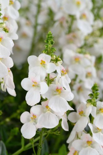 Diascia Barberea Trinity Grace