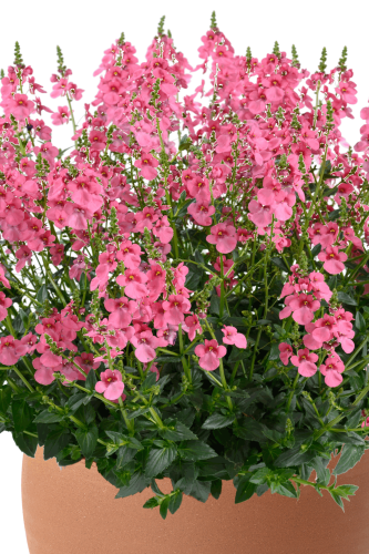 Diascia Barberea Trinity Pink
