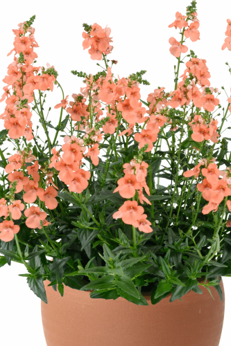 Diascia Barberea Trinity Salmon