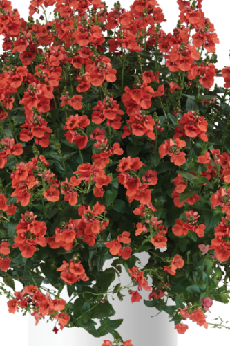 Diascia Barberea Trinity Sunset