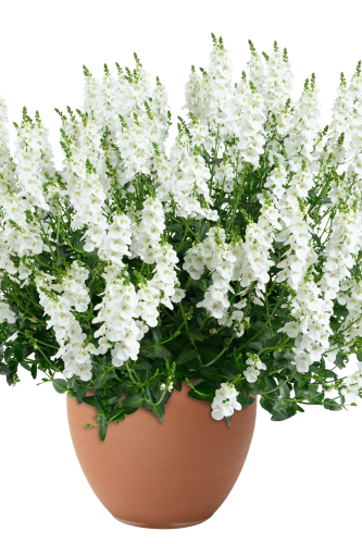 Diascia TRINITY™ White-Danziger