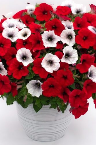 EZ Mix Cat in the Hat