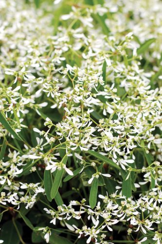 Euphorbia-Starblast-White-002