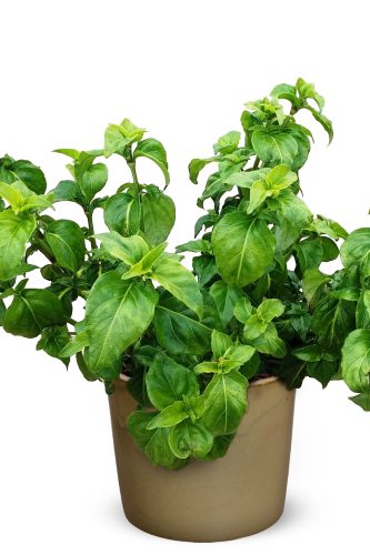 Fines Herbes Herbs Rungia Klossii Plante Champignon