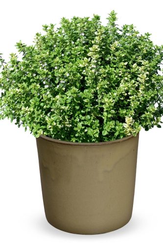 Fines Herbes Thymus Citriodorus Variegated