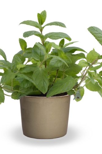 FinesHerbesHerbsMenthaMentheSpicataMorrocan