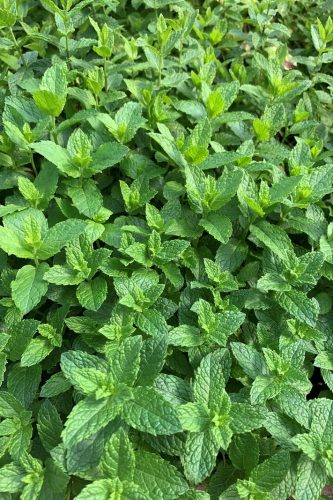 FinesHerbesHerbsMenthaMentheVillosaMojito