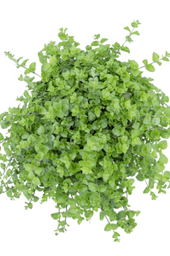 FinesHerbesHerbsSaturejaDouglasiiGrowFlowIndianMint