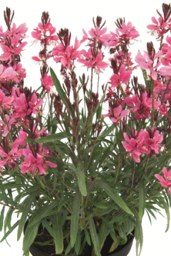 Gaura Everlast Dark PInk