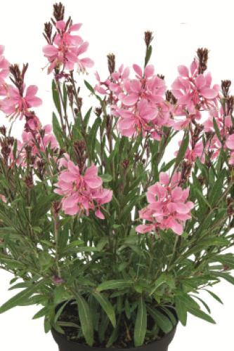 Gaura Everlast Light PInk