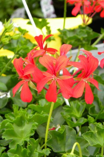 Géranium Alpin Décora red