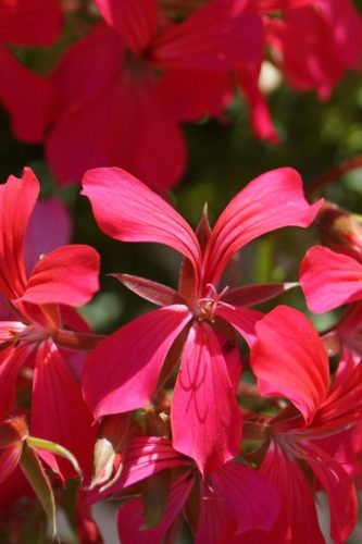 Géranium Alpin Mini Cascade Rouge