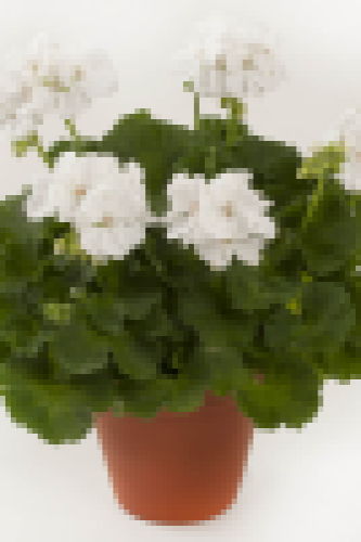 Geranium Elanos Iceberg