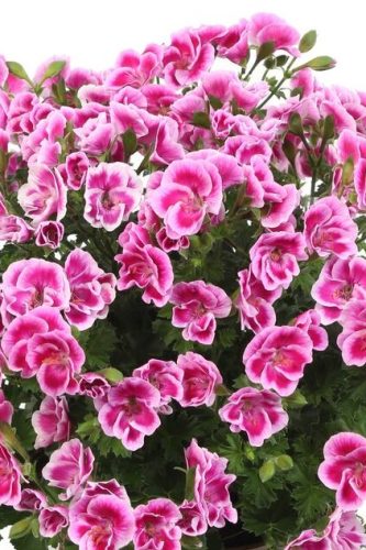 Geranium Regal Angel Fay