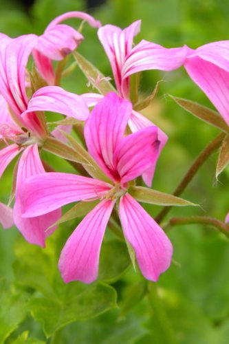 GeraniumAlpinDecoraLilas