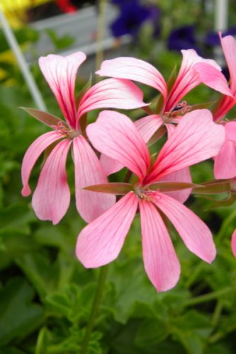 GeraniumAlpinDecoraRose