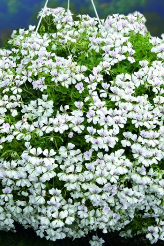 GeraniumAlpinGlacierBlanc