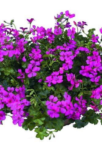 GeraniumAlpinJokerFuchsia