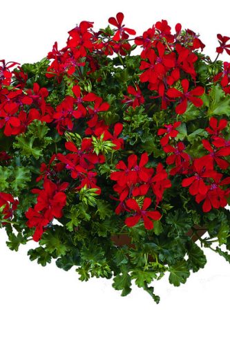 GeraniumAlpinJokerRed