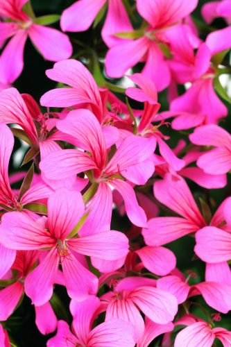 GeraniumAlpinVilledeParisRosa