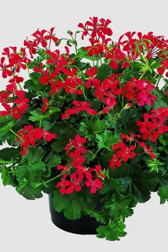 GeraniumAlpinVillesdeParisRed