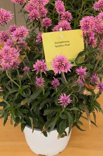 Gomphrena SpritFire Pink
