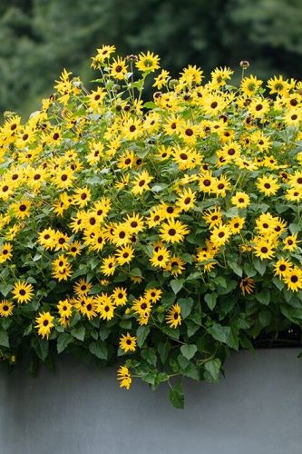 Helianthus SunMazing