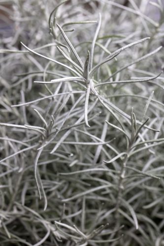 Helichrysum FanciFillers SIlver Curry