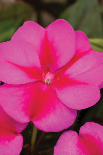 Imaptiens SunPatiens Compact Purple Candy