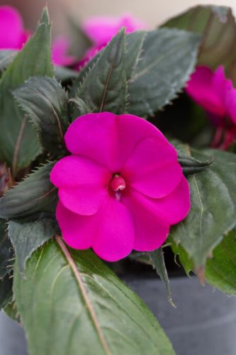 Impatiens SunPatiens Compact Bright Purple
