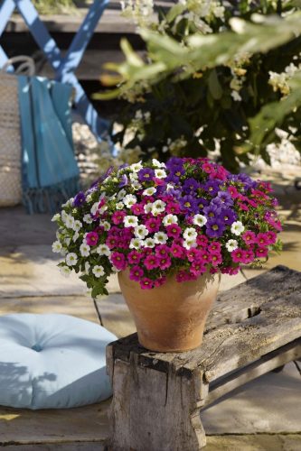 Karneval® Spring Mix
