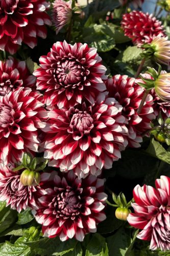 LABELLA GRANDE FUN RED WHITE