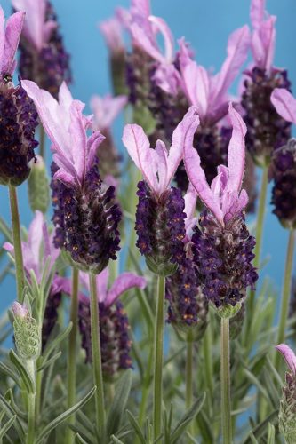 LAVENDER NEW MADRID PURPLE