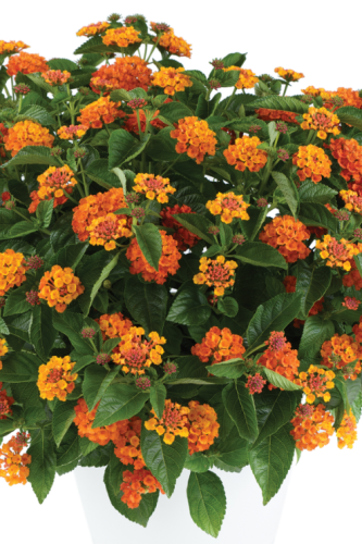 Lantana Gem Citrine