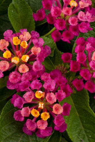 Lantana Gem Diva PInk