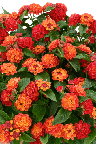 Lantana Gem Red Topaz