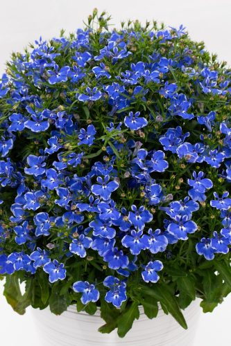 Lobelia Stratus Blue