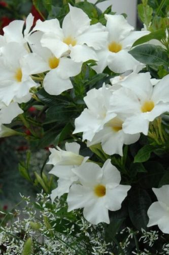 Mandevilla Bella Luna