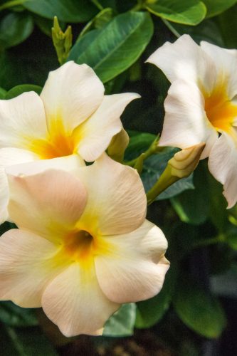 Mandevilla Bella White Peach