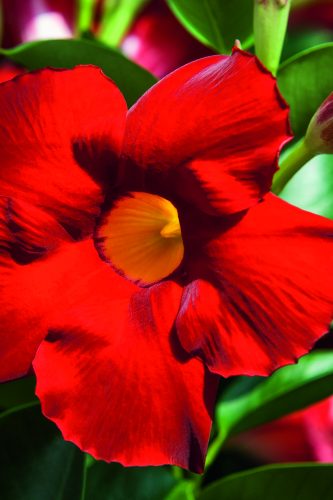 Mandevilla Bella™ Grande Scarlet