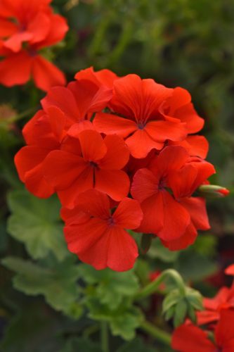 Marcada Orange Interspecific Geranium
Color Code: 1788c
Selecta 2023, #4657
Bloom, Vegetative
08.04.21 West Chicago, Mark Widhalm
Job: 2146450
GER-4657.JPG
GER21-28880.JPG