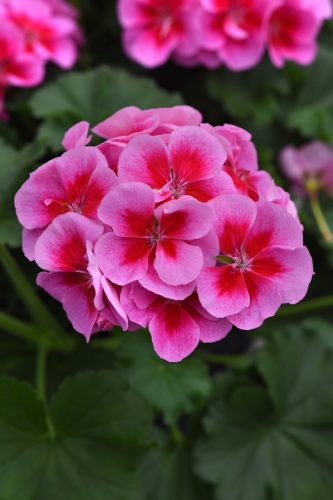 Moonlight Purple+Big Eye Zonal Geranium 
Color Code: 245c, Rub Red C
Selecta 2026, #4942
Bloom, Vegetative
05.09.24 West Chicago, Mark Widhalm
Job: 24643245
GER-4942.JPG
GER24-32038.JPG