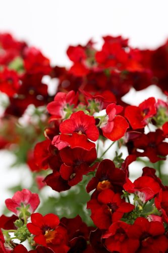 Némésia NESIA™ Hot Red