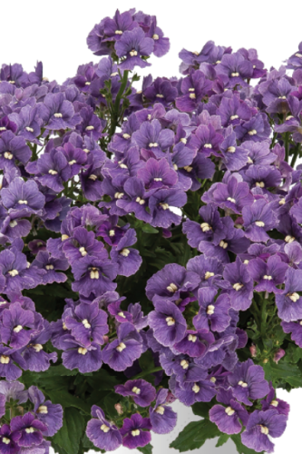 Némesia Nesia Denim