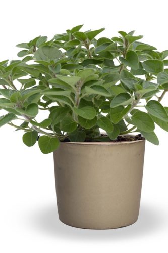 OriganumVulgareHotAndSpicy