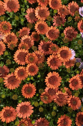 4D Orange OsteospermumSelecta 2027, # 05866Photo: 07.2025 Selecta EuropeOsteospermum_3D_Orange_05866 (2).JPGOST25-33642.JPGOST25-33642.JPG