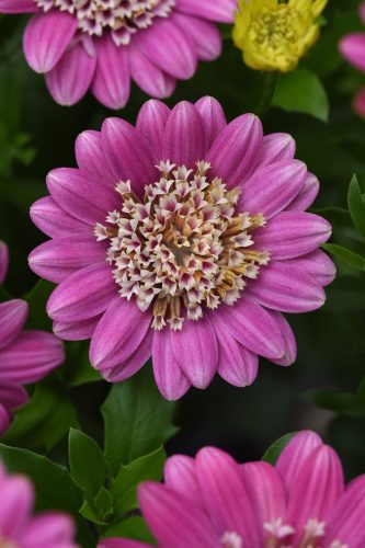 4D Pink Lemonade Osteospermum
Color Code: 524c - 674c
Selecta 2026, #5802
Bloom, Vegetative
05.09.24 West Chicago, Mark Widhalm
Job: 24643245
OST-5802.JPG
OST24-32056.JPG